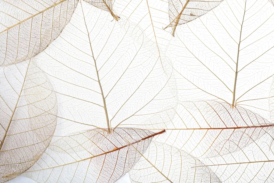 Fototapetes Caurspīdīgas lapas u24439