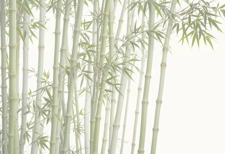 Fototapetes Blīvs bambusa mežs ar augstiem bambusa kātiem un zaļām lapām uz mīksta, miglaina fona w08237