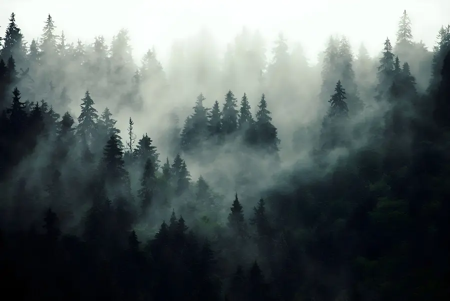 Fototapetes Miglains rīts, mežs u36439