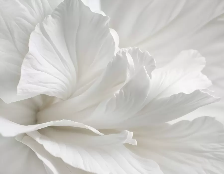 Fototapetes Abstrakta minimālisma apdruka ar maigu, samtainu baltu ziedu ar maigiem, samtainiem ziedlapiņām w08424