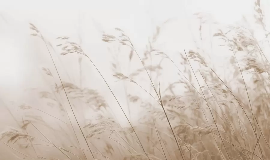 Fototapetes Lauka zāles miglainā rītausmā w02250