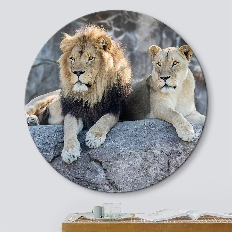 Fototapetes Lew, kotowate i mięsożerne r15278