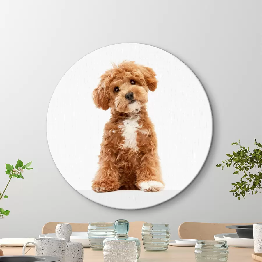 Glezna Burvīgs kucēns ar interesantu izteiksmi r37750