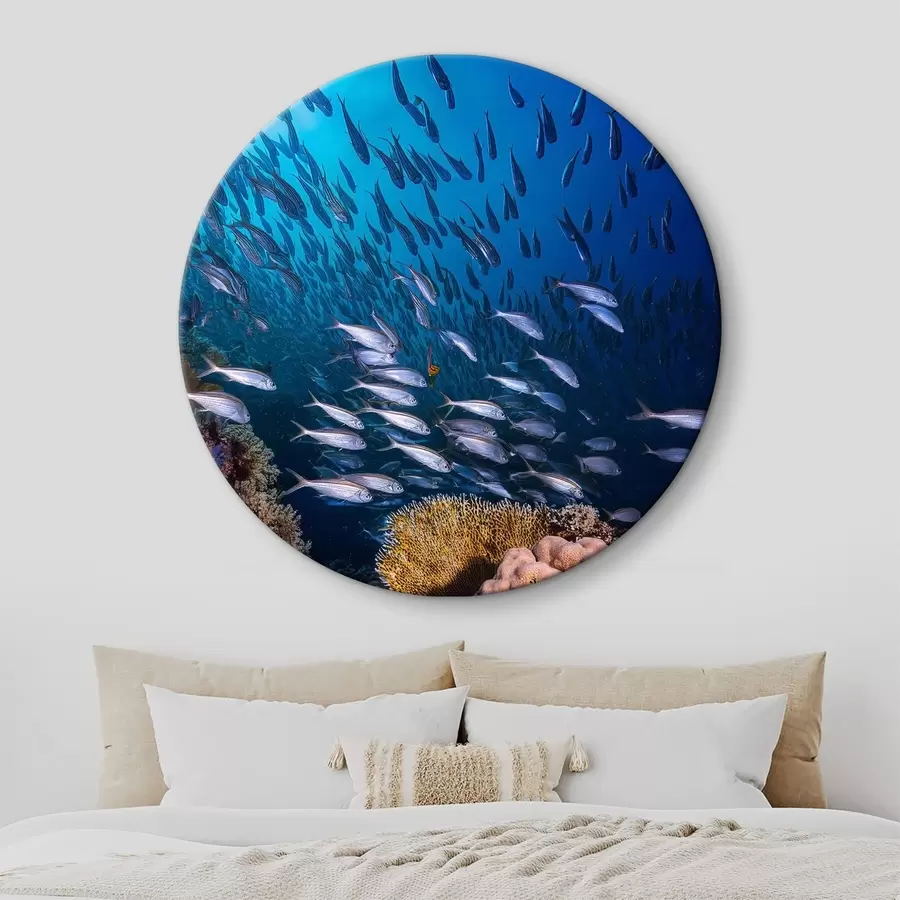 Glezna daudz mazu zivtiņu pie koraļļiem r39625