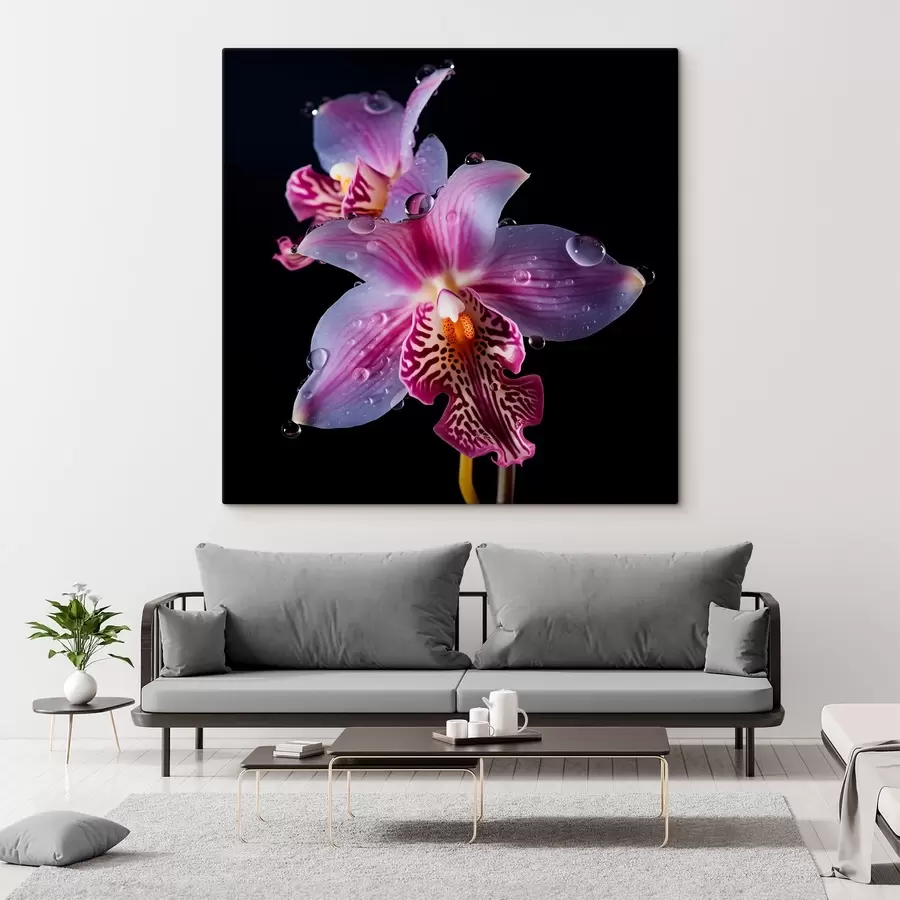 Glezna Ūdens pilieni uz orhideju ziedlapiņām s44356