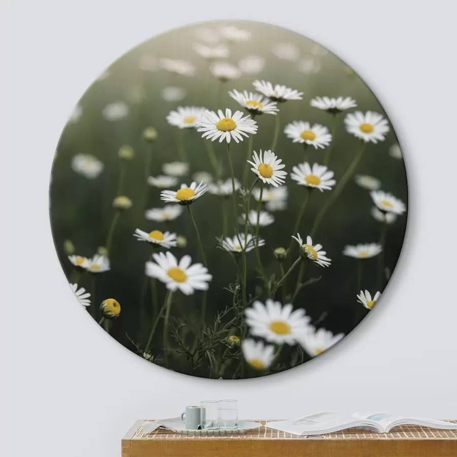 Glezna Margrietiņu lauks ar nefokusētu zaļu fonu r44898