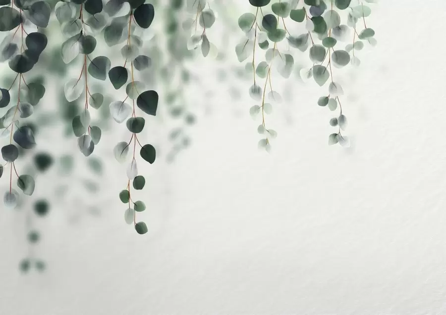 Fototapetes Krītošs eikalipts uz gaiša fona w04393