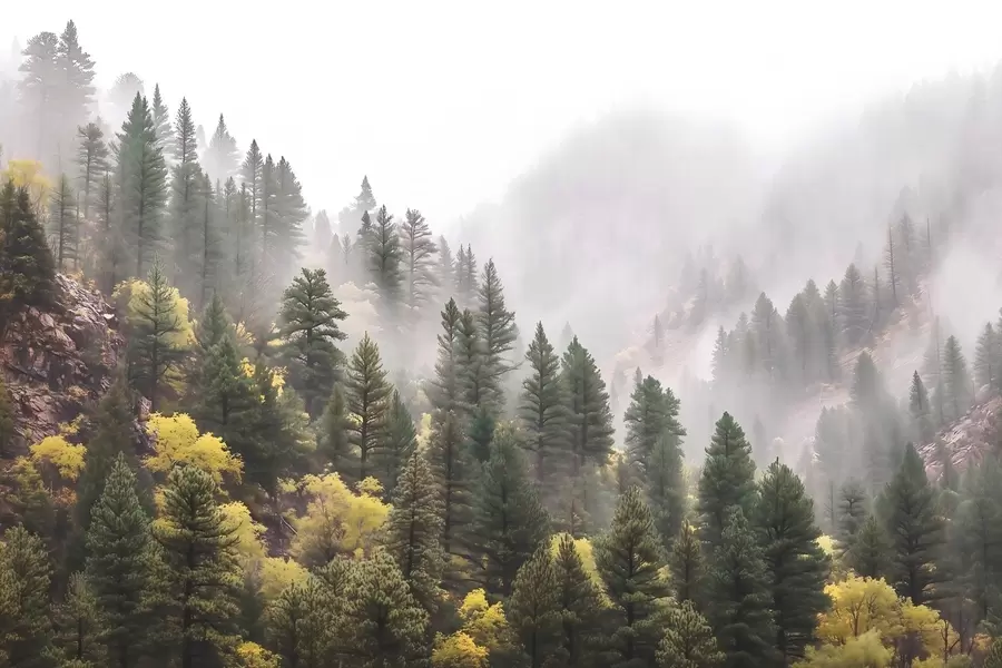 Fototapetes Atmosfērisks miglains priežu mežs kalnos w09463