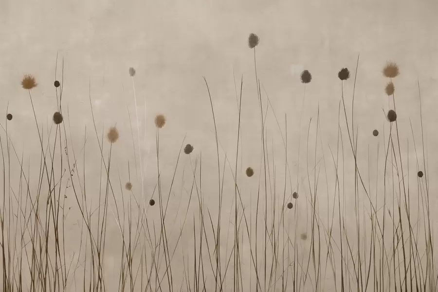 Fototapetes Plānas zāles un pūkainas sēklu galviņas uz siltā smilškrāsas fona w04793