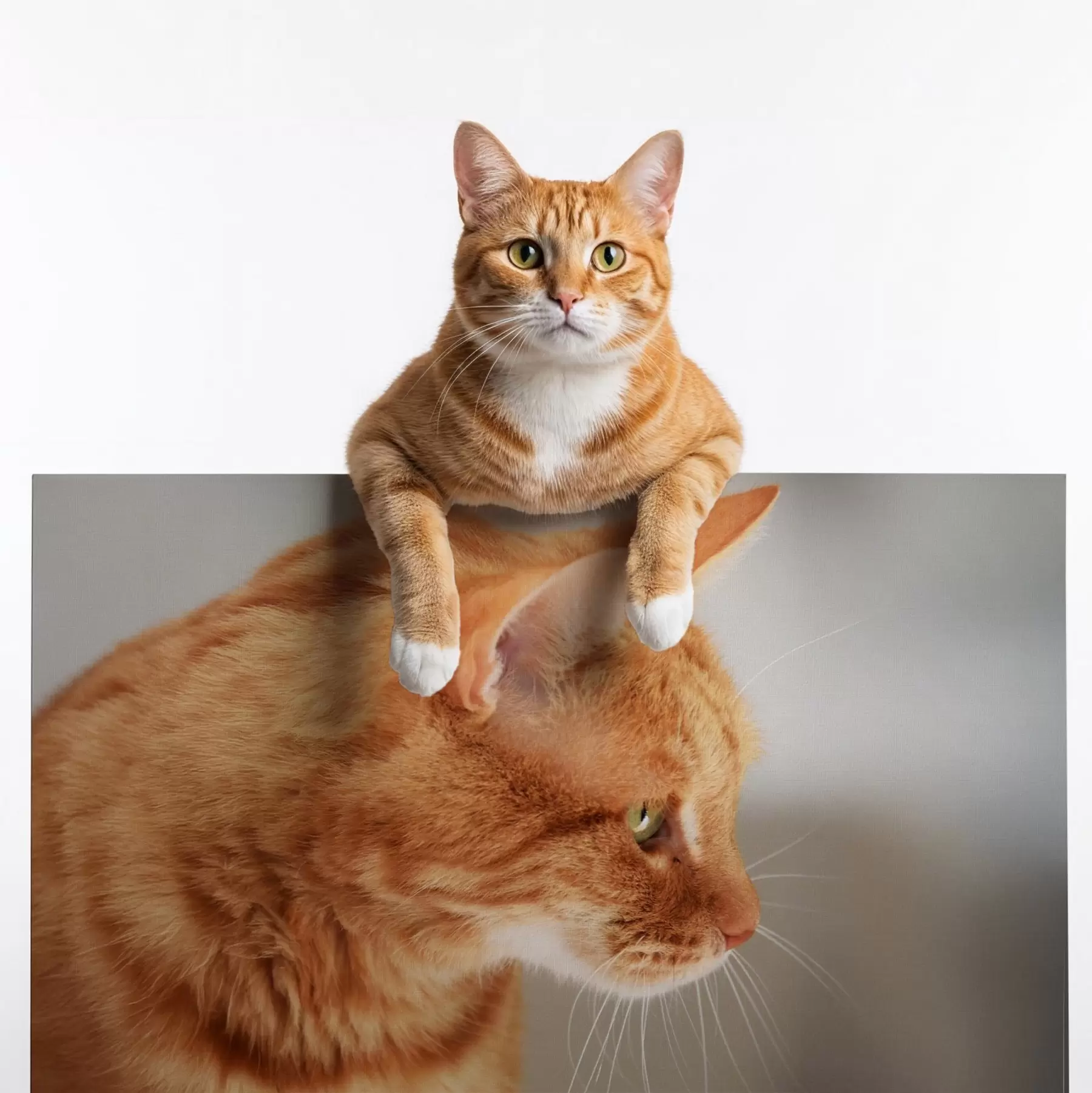 Glezna Jūsu kaķa foto uz audekla s47194