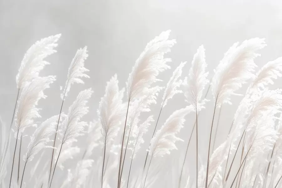 Fototapetes Mīksta balta pampas zāle maigā rīta gaismā w09717