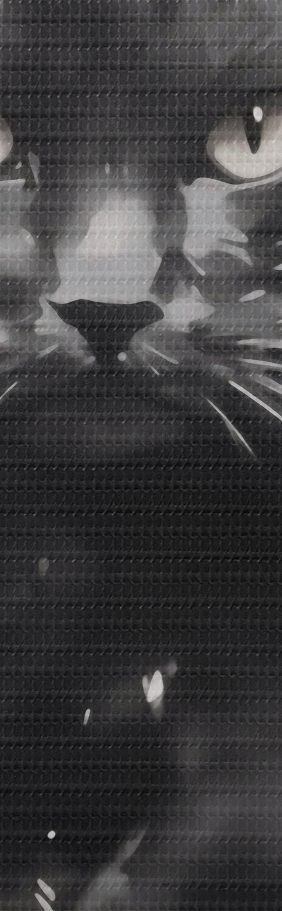 Glezna Kaķis, gleznas imitācija m31110