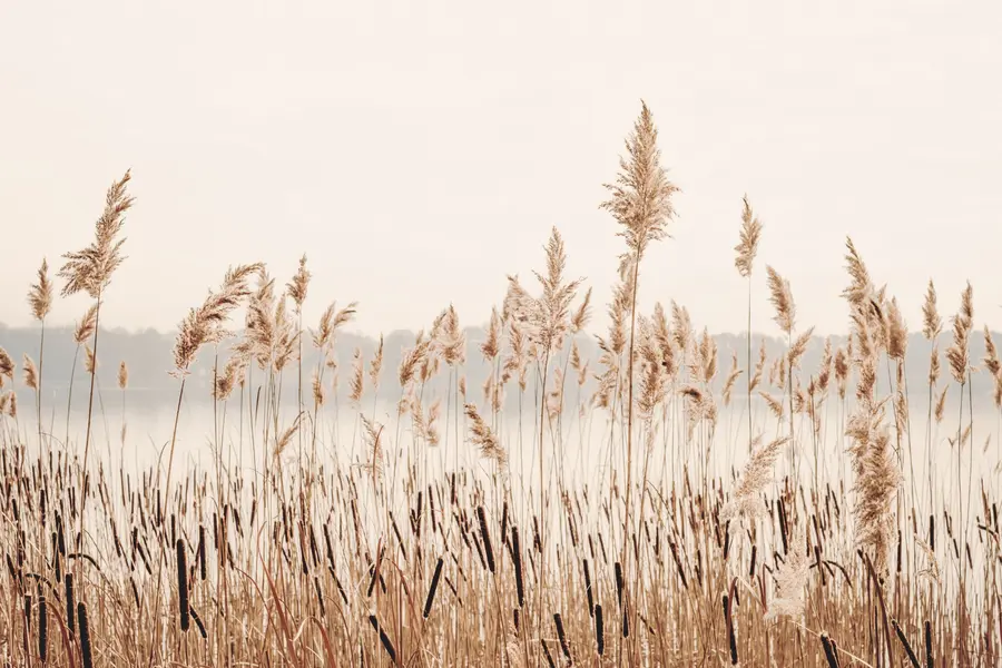 Fototapetes Niedres un niedres u44598