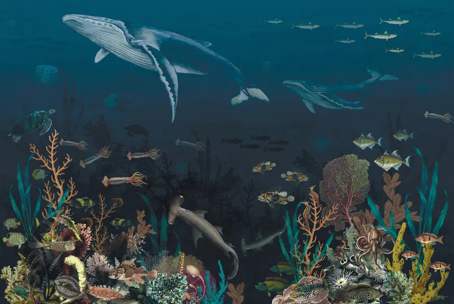 Fototapetes Okeāna iedzīvotāji u73581