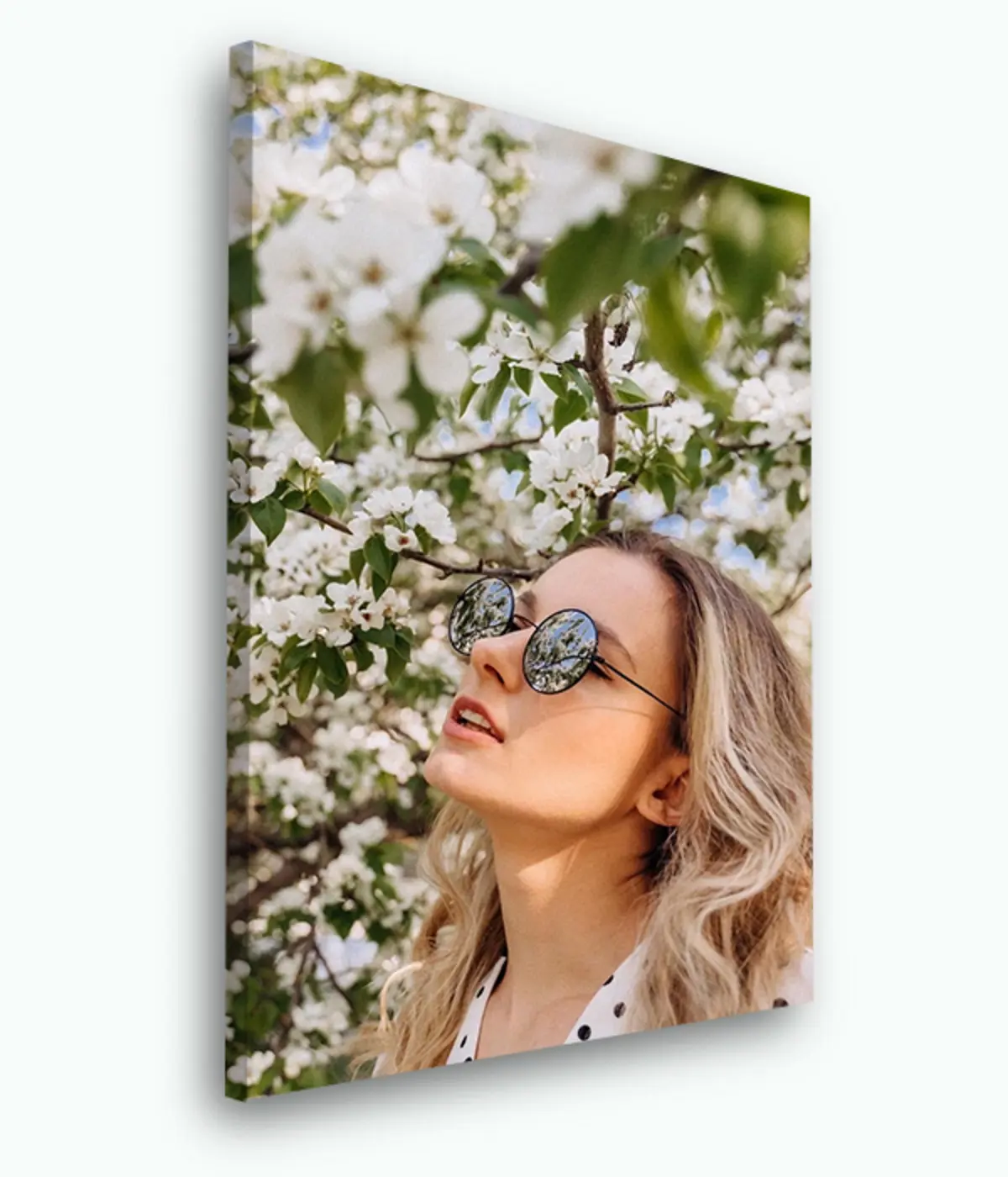 Glezna Saulesbrilles, redzes kopšana un augu s33425