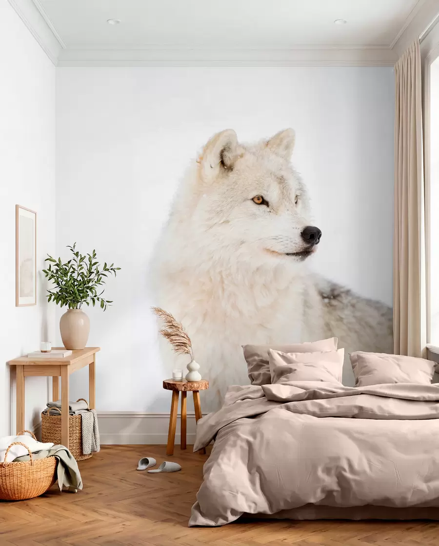 Fototapetes Arktikas vilks uz balta fona u98189