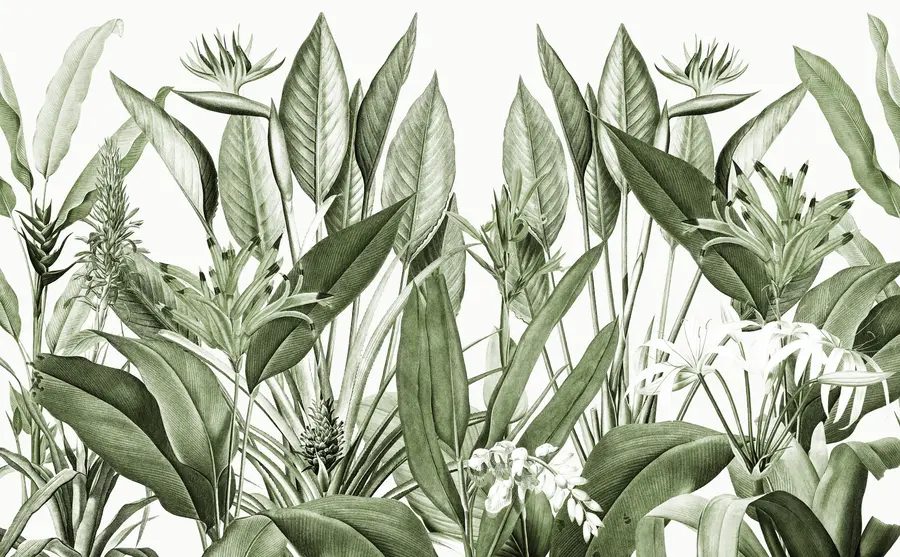 Fototapetes Tropu augi džungļu zaļā krāsa u96833v2